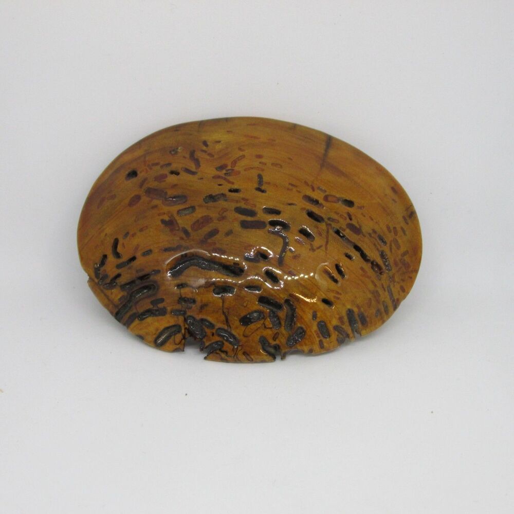 Artisan Made Wormhole Wood belt buckle Splated Figured wood Tennessee